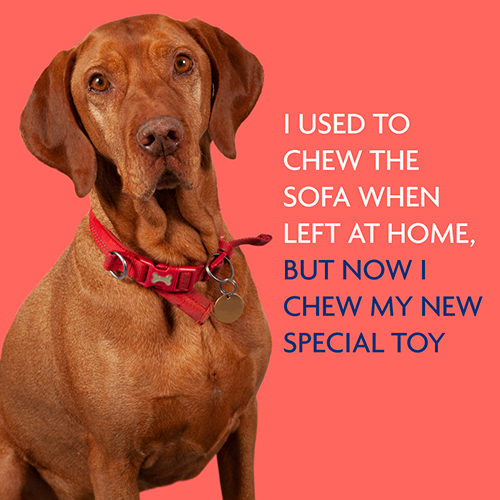 Home remedies for separation anxiety sales in dogs